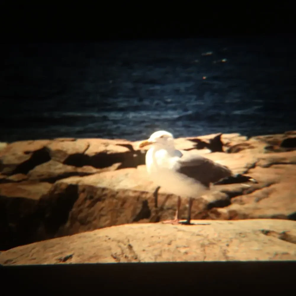 35mm Slides Lot of 7 Vintage 1970s Birds Robin Seagull Nature Film Photography
